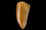 Serrated, Raptor Tooth - Real Dinosaur Tooth #152462-1